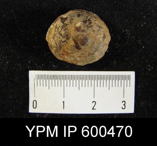 Orbiculoidea convexa
