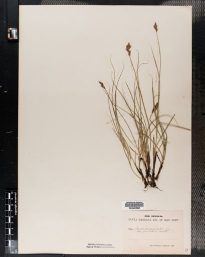 Carex spicata