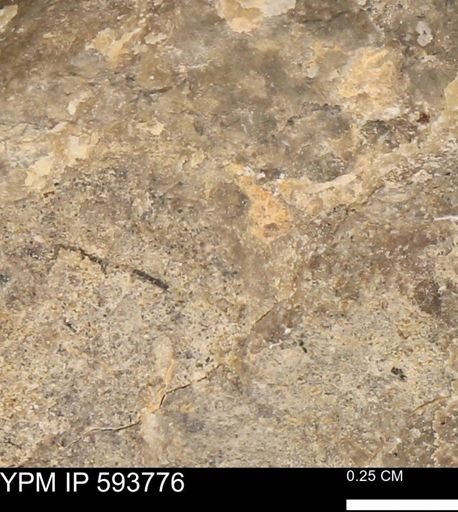 Baculites sp.