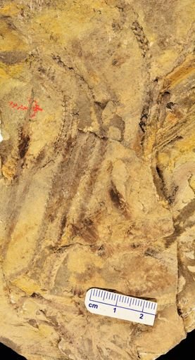 Archaeosigillaria sp.