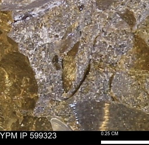 Protocardia subquadrata