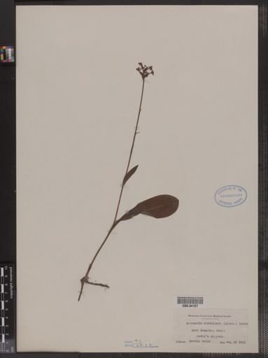 Habenaria clavellata
