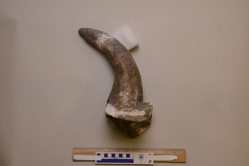 Desmatosuchus sp.