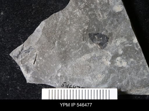 undet. Eurypterida