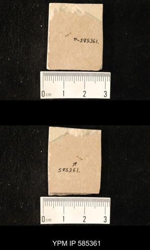 undet. Hexapoda