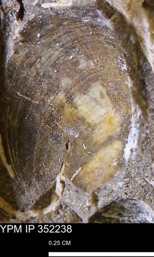 Limopsis striatopunctatus