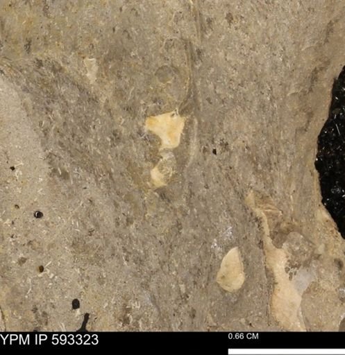 undet. Bivalvia