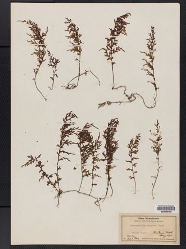 Hymenophyllum recurvum