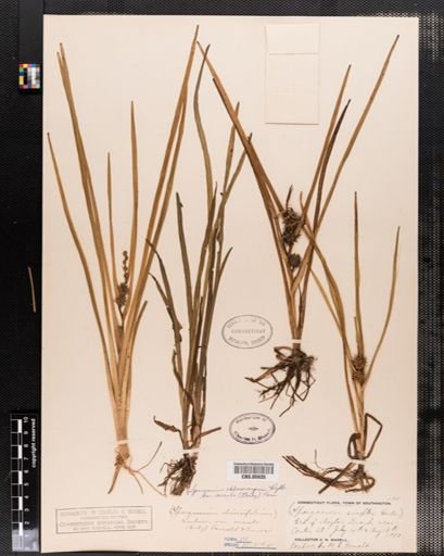 Plantae