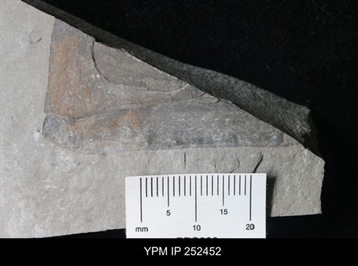 undet. Eurypterida