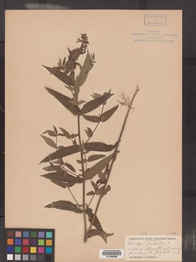 Stachys palustris