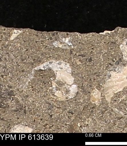 Scaphites sp.