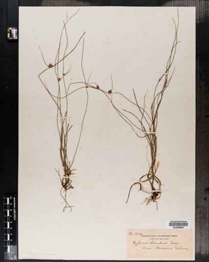 Cyperus diandrus