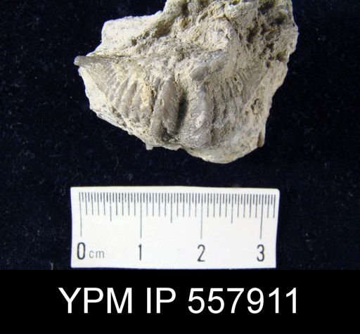 Spinocyrtia?