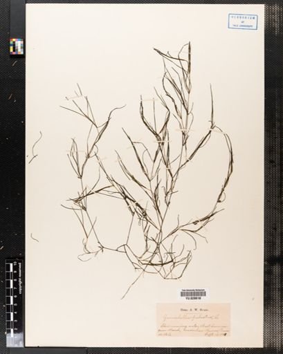 Zannichellia palustris