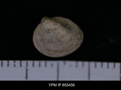 Limopsis striatopunctatus