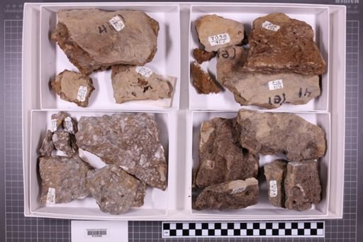 mixed taxa, stratigraphic collection
