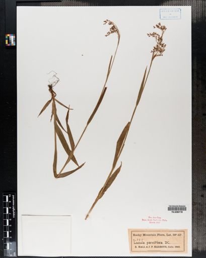 Luzula parviflora