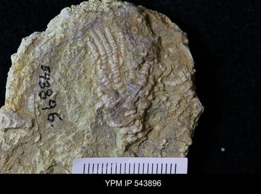 undet. Crinoidea