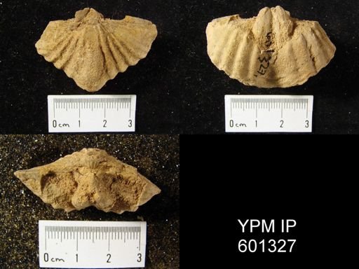 Spirifer murchisoni