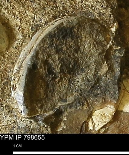 undet. Bivalvia
