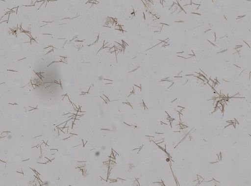 Clionidae