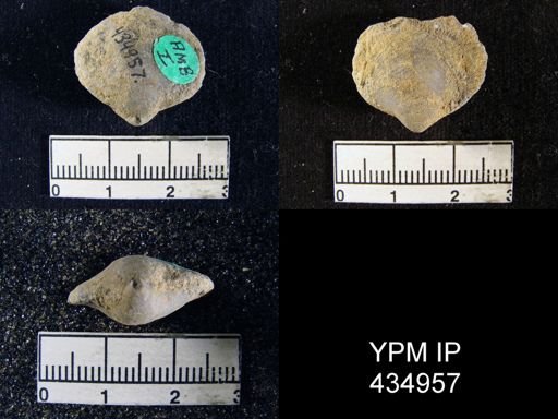 Athyris capillata