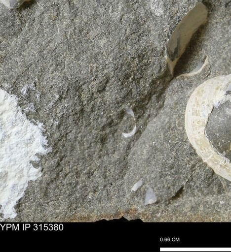 undet. Mollusca