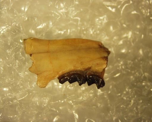 Shoshonius cooperi