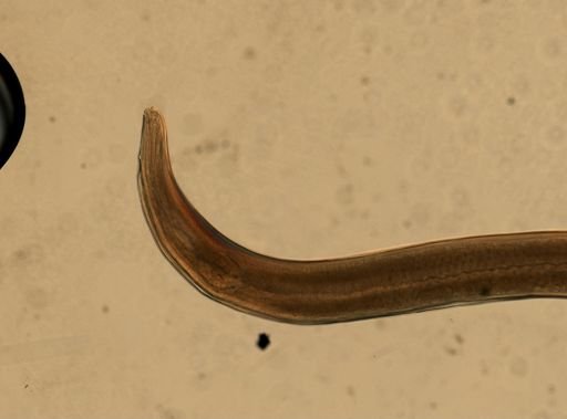 Heterakis vesicularis