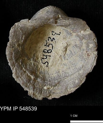 Stropheodonta navalis