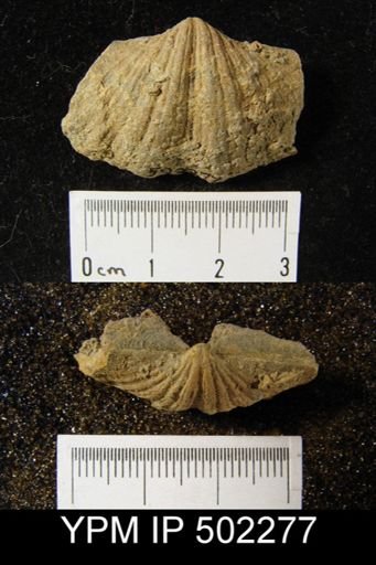 Spirifer cameratus