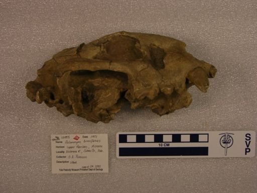 Aelurocyon brevifacies