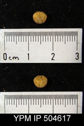 Zygospira sp.