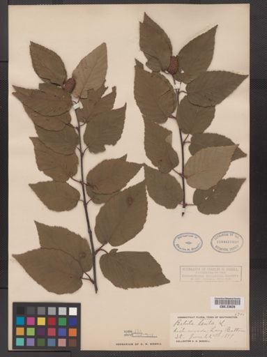 Betula lenta