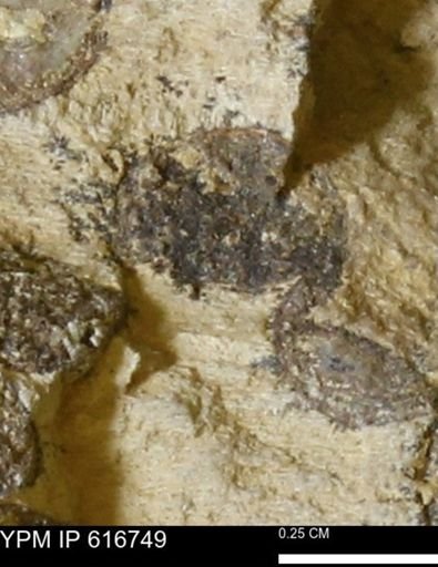 Teredo sp.