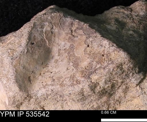 undet. Mollusca