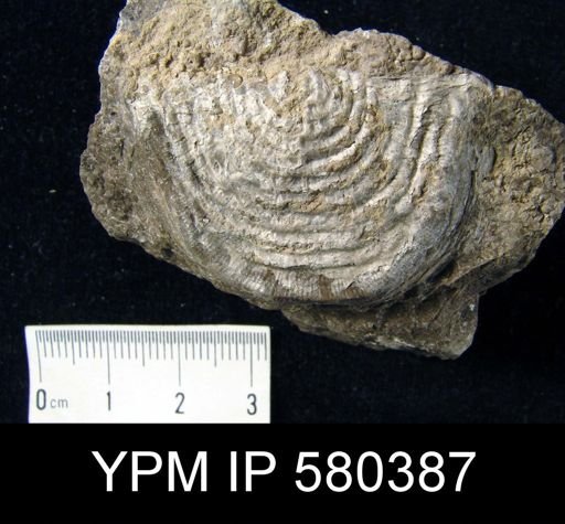 Leptaena sp.