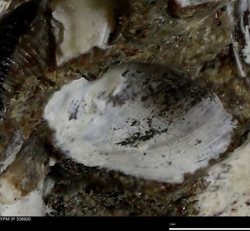 Corbulamella gregaria