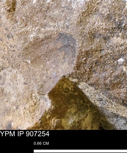 undet. Mollusca