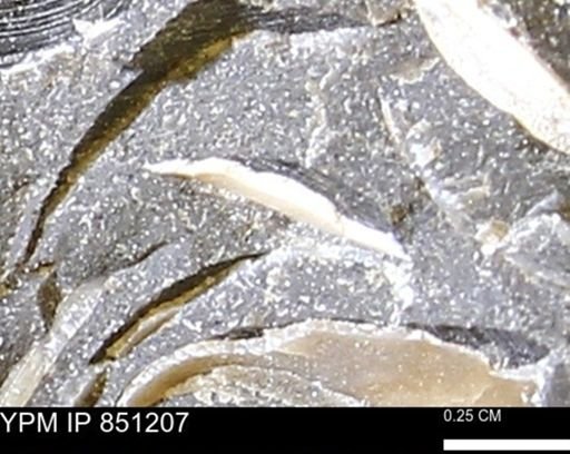 Limopsis striatopunctatus