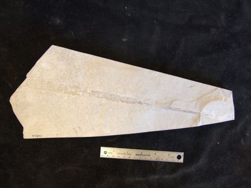 undet. Nautiloidea