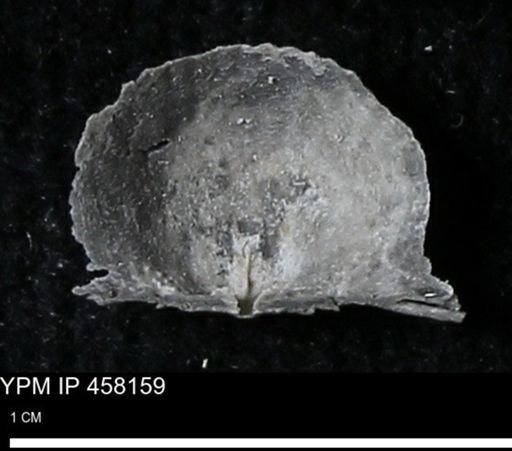 Chonetes mucronatus