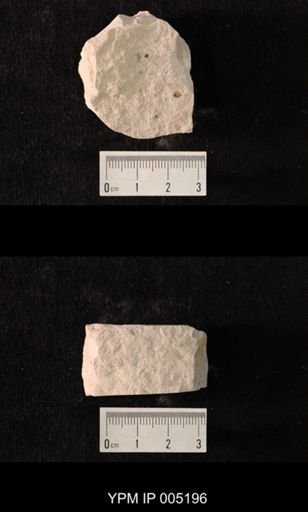 Lemmatophora minuta obscurata