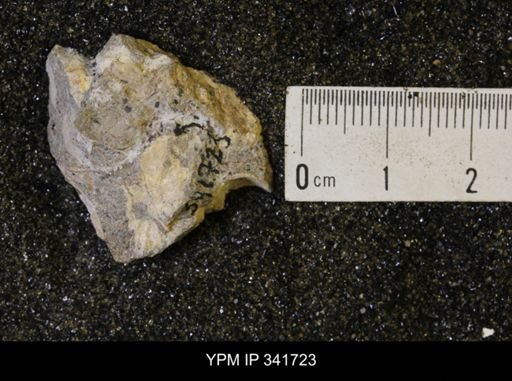 Scaphites sp.