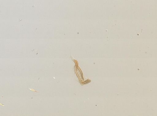 Amnicola porata