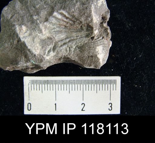 Rhynchospira sinuata