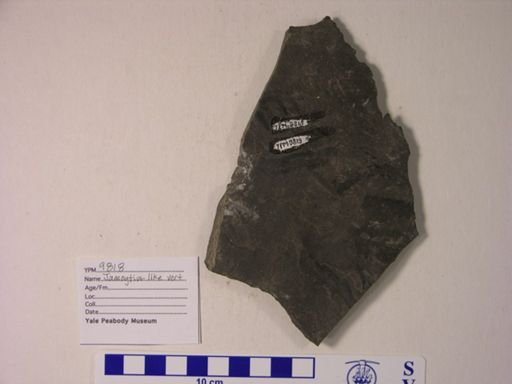 cf. Jamoytius