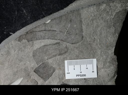 Eurypterus lacustris