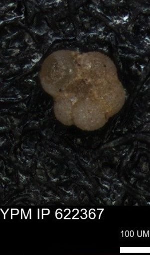 undet. Rugoglobigerinidae